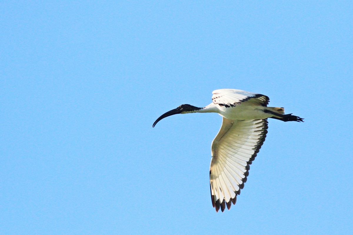 Ibis sacro